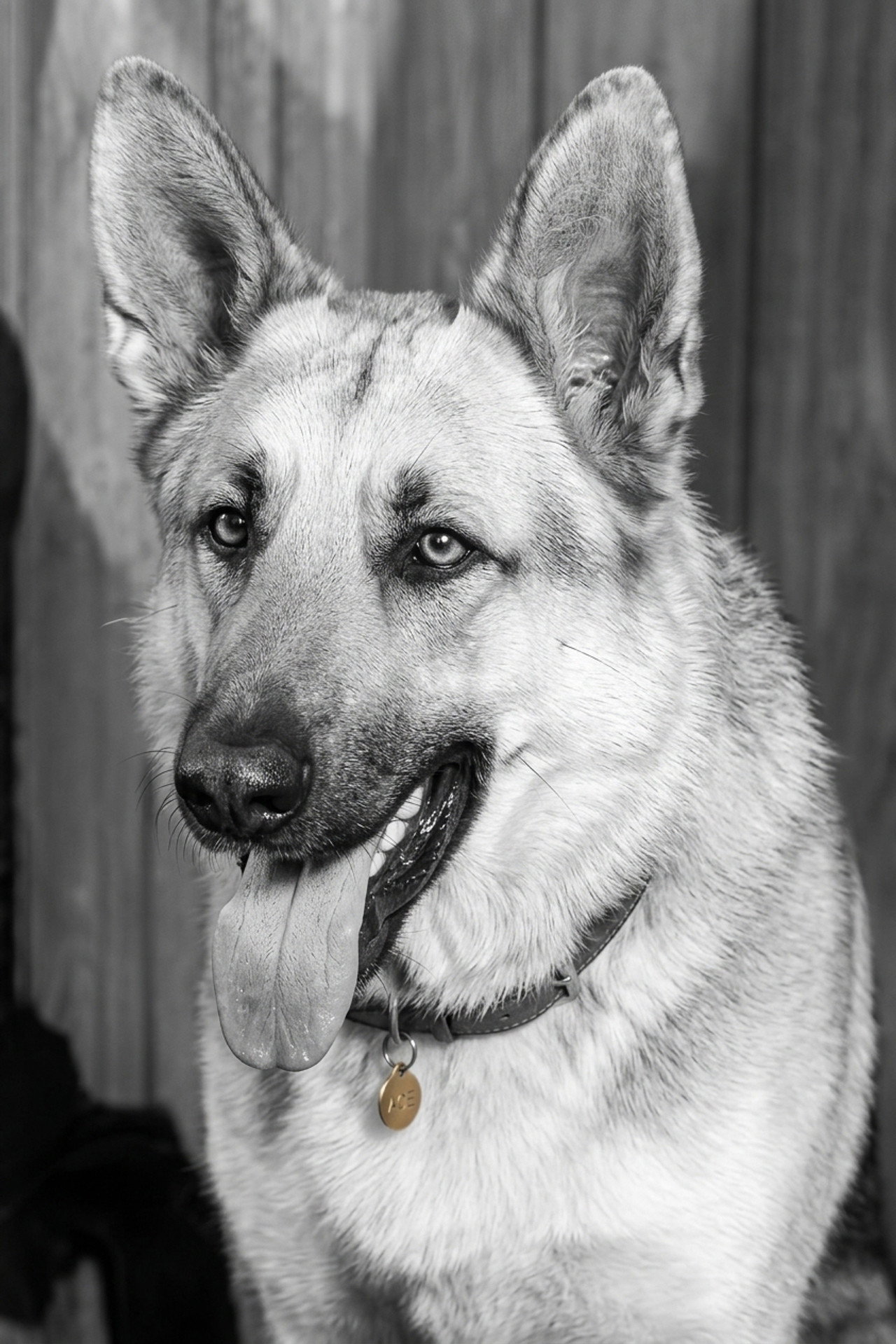 Ace the Wonder Dog
