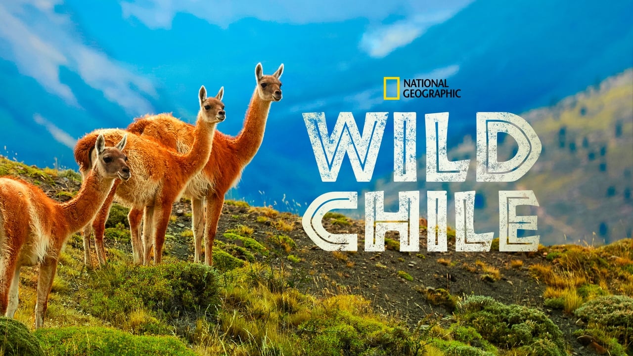 Wild Chile background