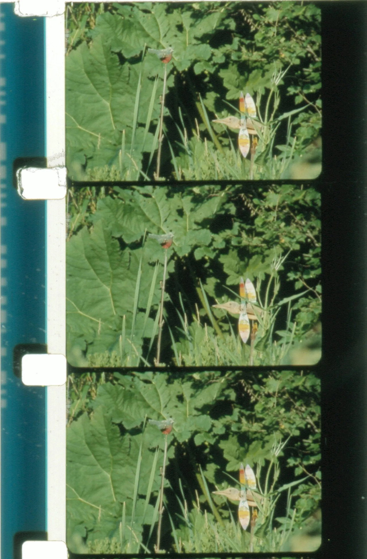 Jardin du marais filmaffisch