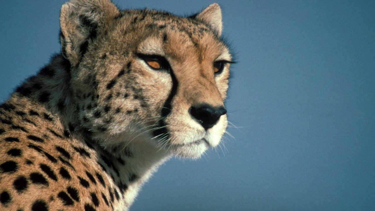 Nature - Season 18 Episode 10 : Cheetahs in a Hot Spot