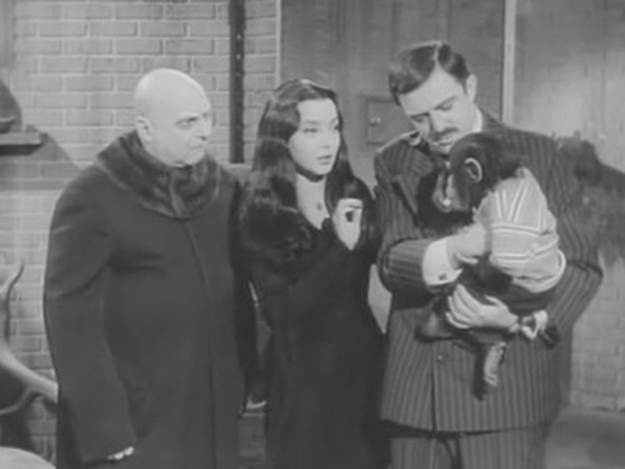 The Addams Family - Season 1 Episode 28 : My Son, the Chimp