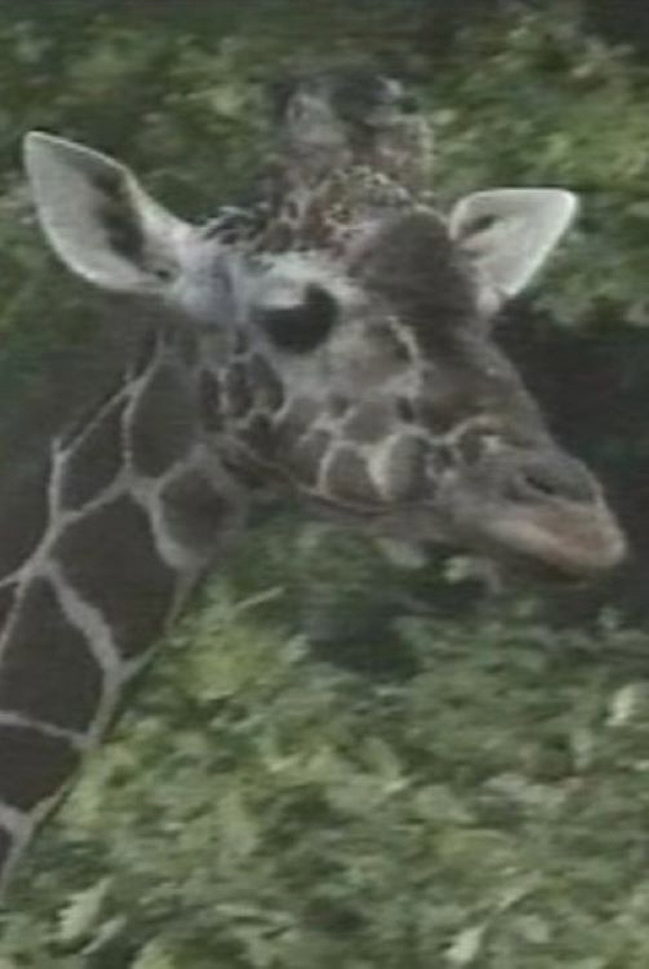 Luis Bunuel Die Flecken der Giraffe filmaffisch