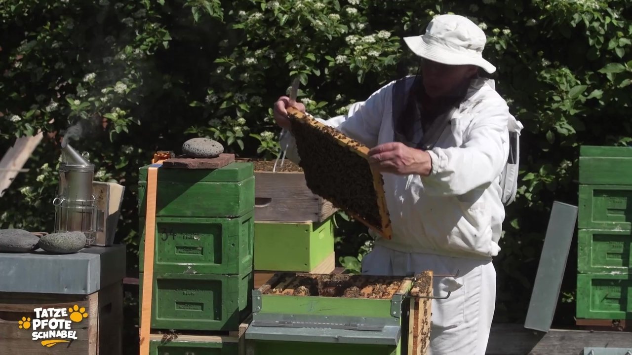 Tatze, Pfote, Schnabel - Season 2 Episode 13 : Episode 13