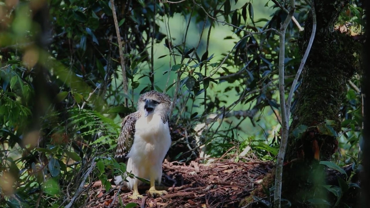 Forest Guards