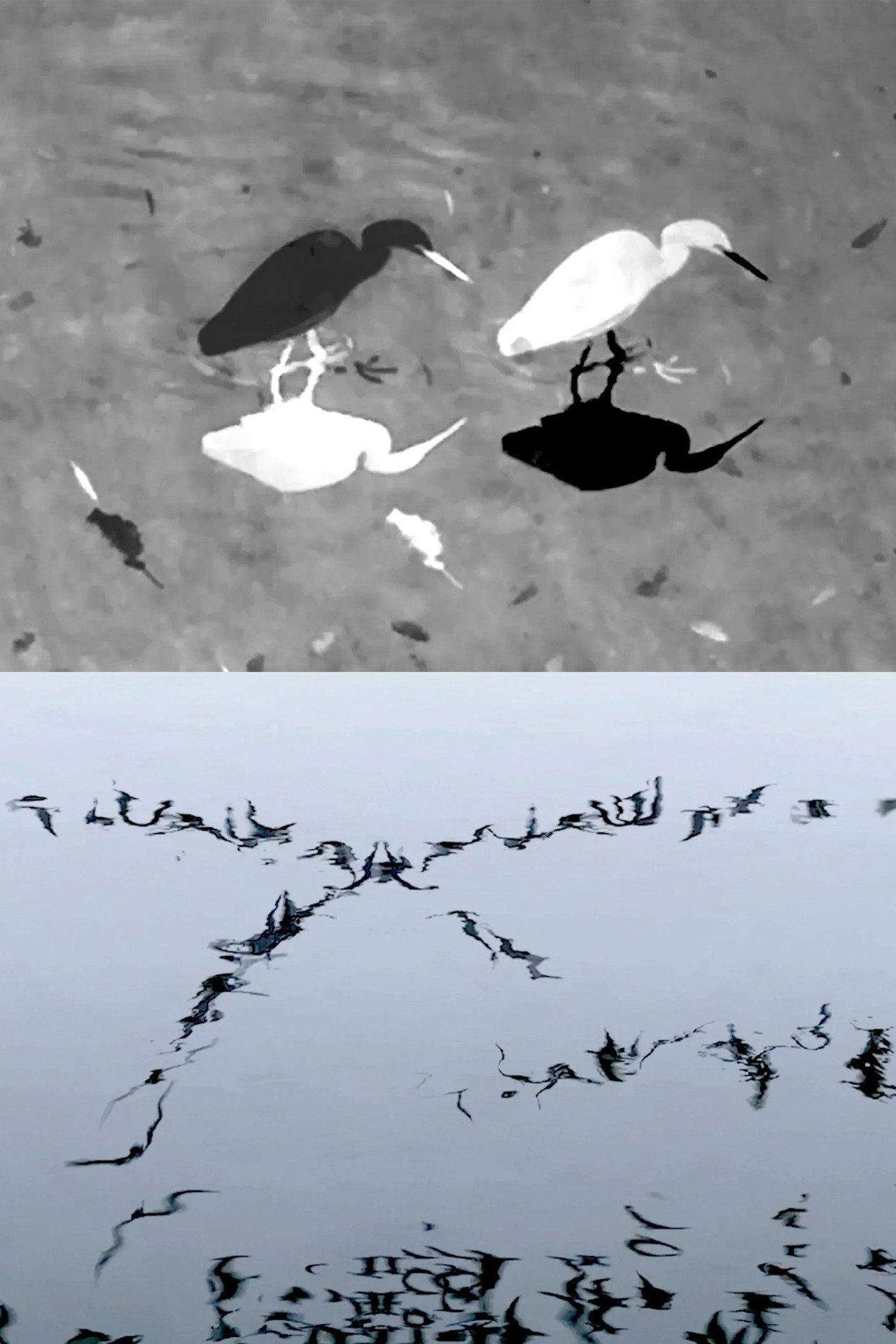 Animal Studies (Egret / Seagull Reflection / Midges / Spider / Swans in a Line)