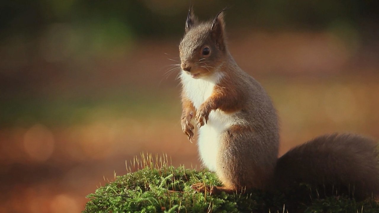 Natural World - Season 35 Episode 8 : Ireland's Wild River: The Mighty Shannon