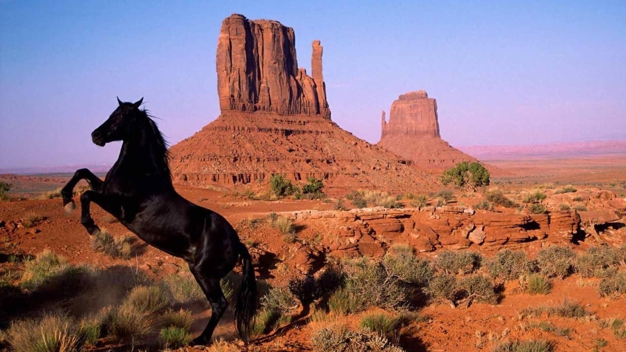 American Mustang background