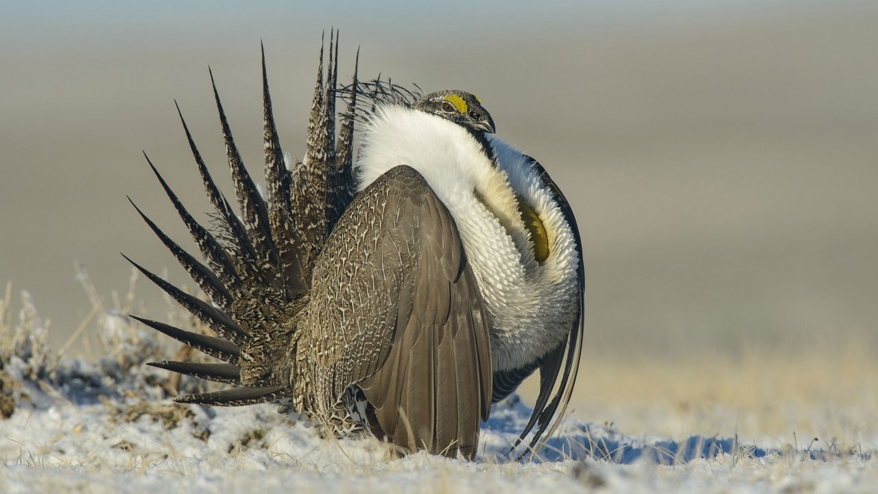 Nature - Season 33 Episode 17 : The Sagebrush Sea