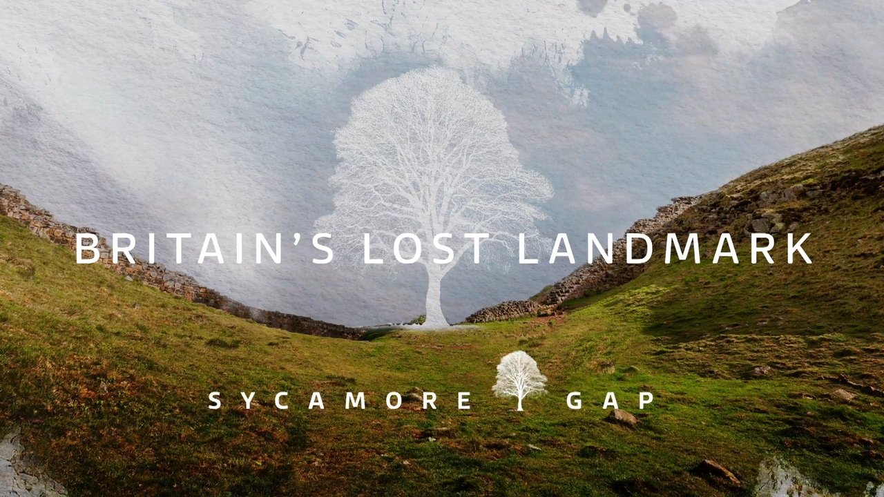 Sycamore Gap: Britain's Lost Landmark background