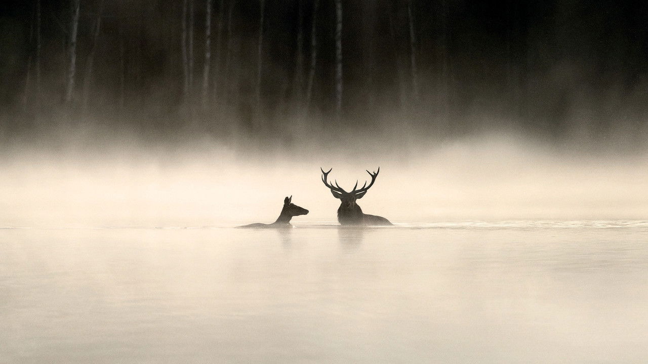 Whispers in the Woods backdrop