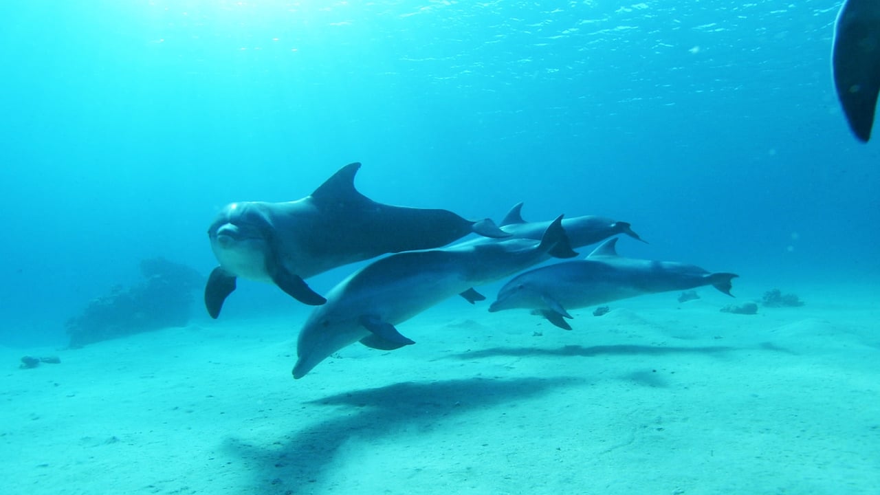 Dolphins in the Deep Blue Ocean background