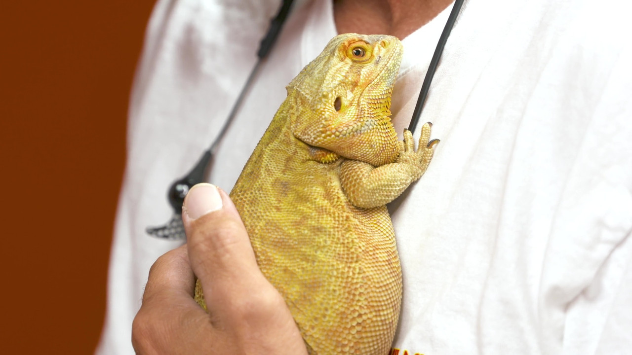 Great Eggspectations