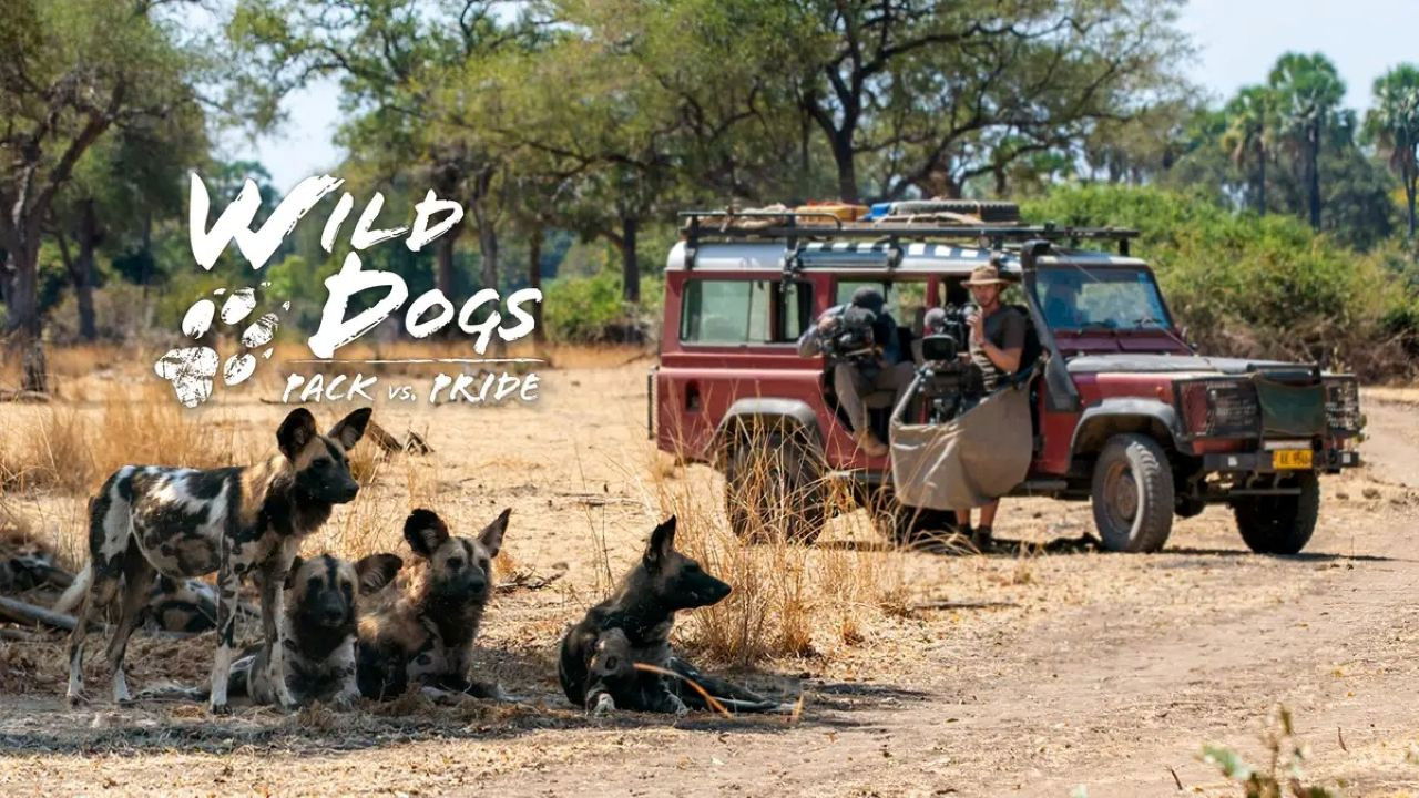 Wild Dogs: Packs Vs. Pride backdrop image