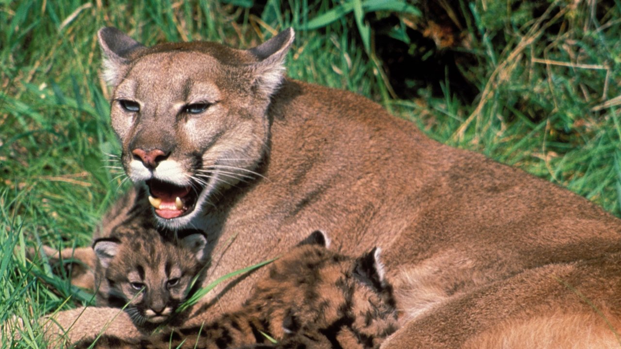 Nature - Season 21 Episode 5 : Trail of the Cougar