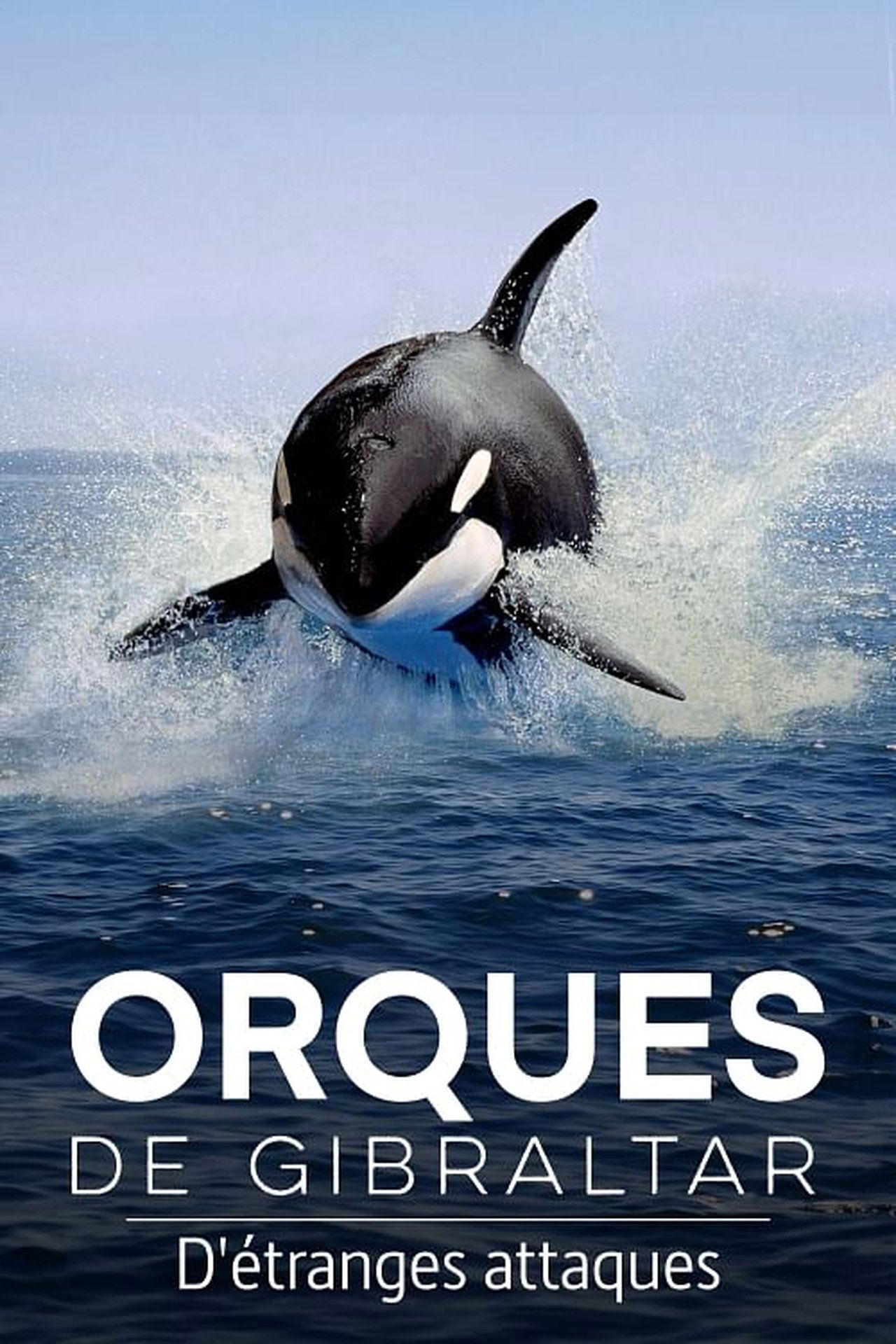 Orques de Gibraltar : D'étranges attaques poster