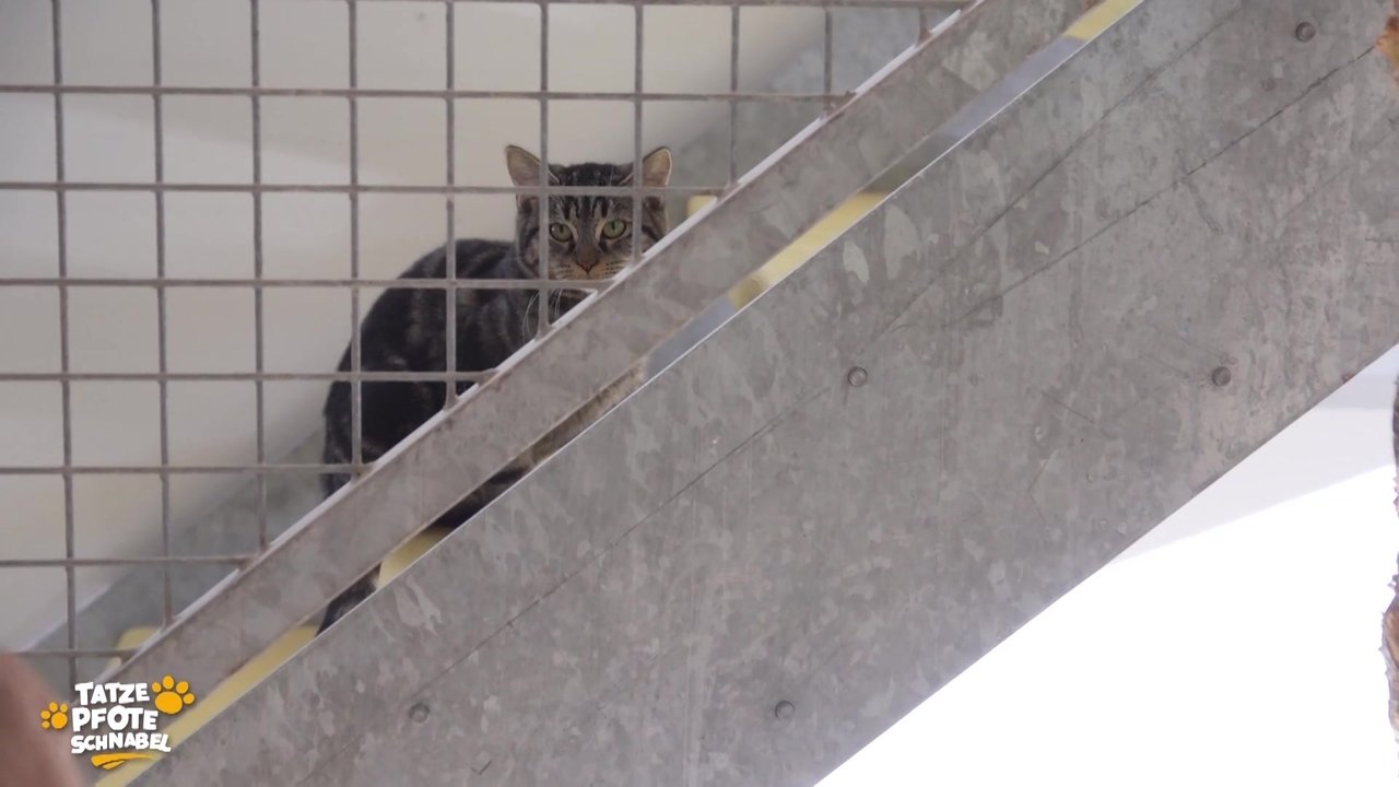 Tatze, Pfote, Schnabel - Season 2 Episode 29 : Episode 29