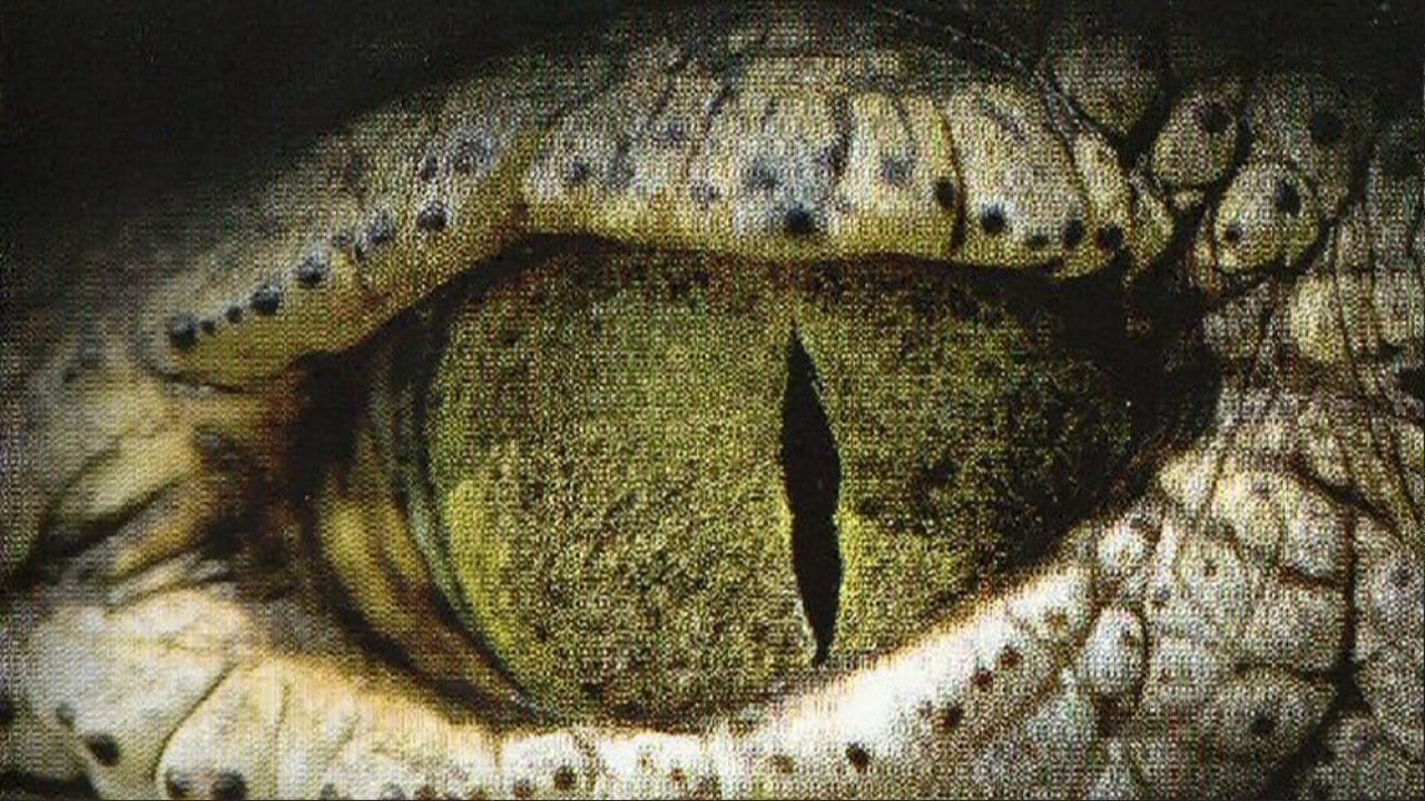 L'oeil du crocodile movie poster