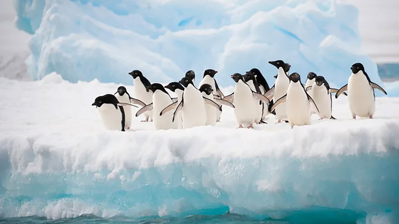 Meet The Penguins