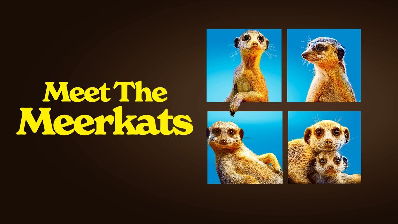 Meet The Meerkats background