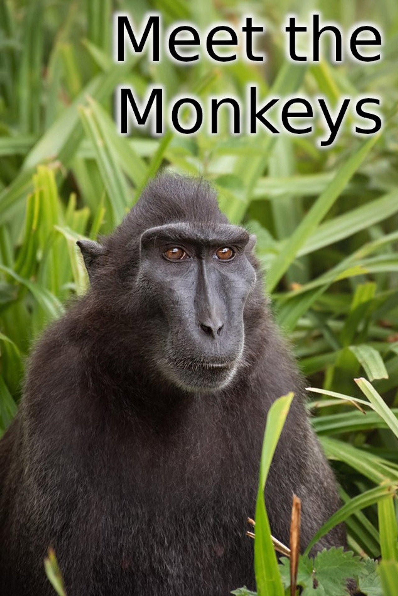 Meet the Monkeys filmaffisch
