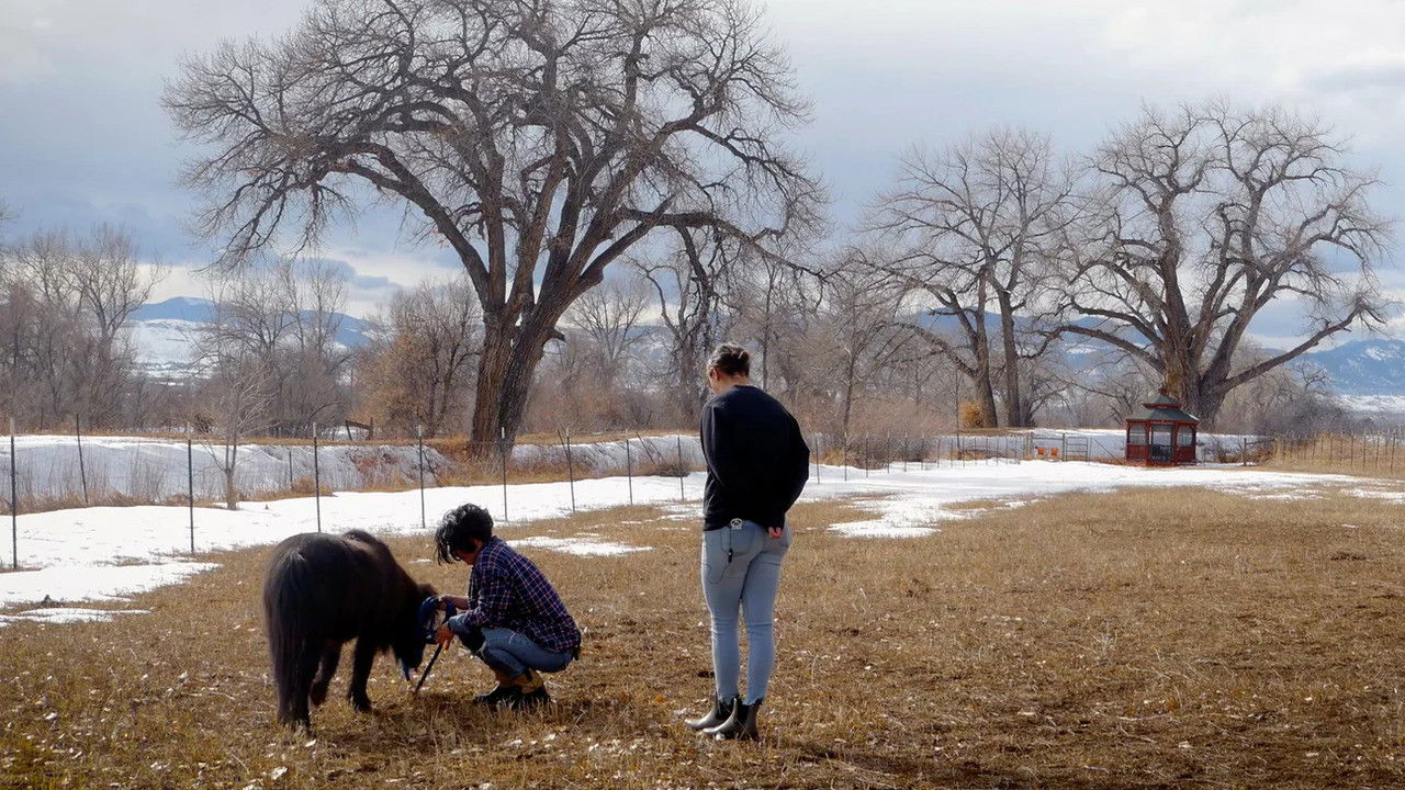 Qeni shërues backdrop