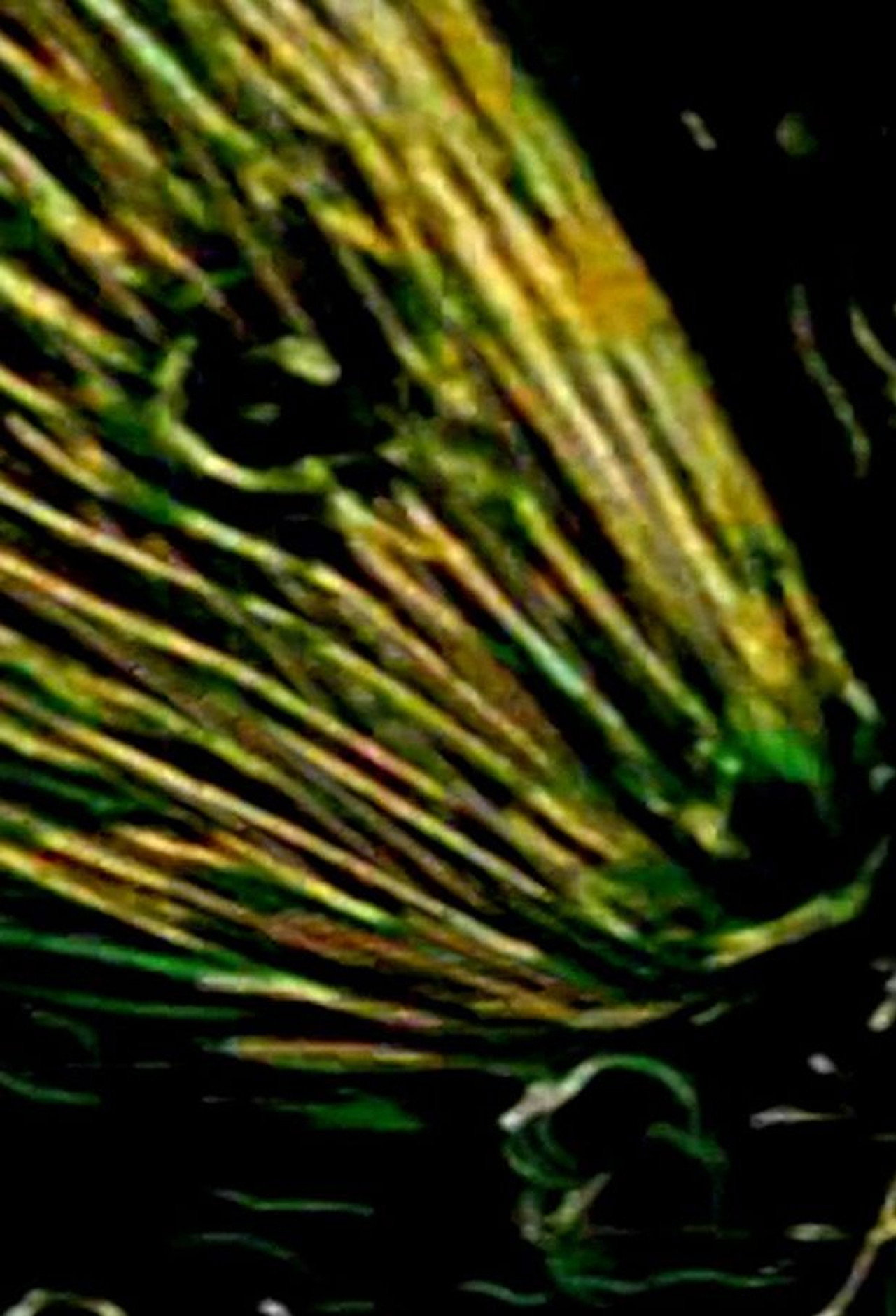 Dunvegan