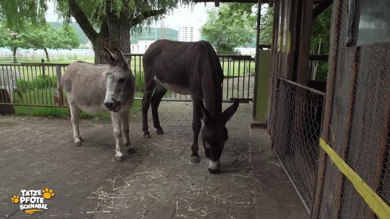 Tatze, Pfote, Schnabel - Season 2 Episode 15 : Episode 15