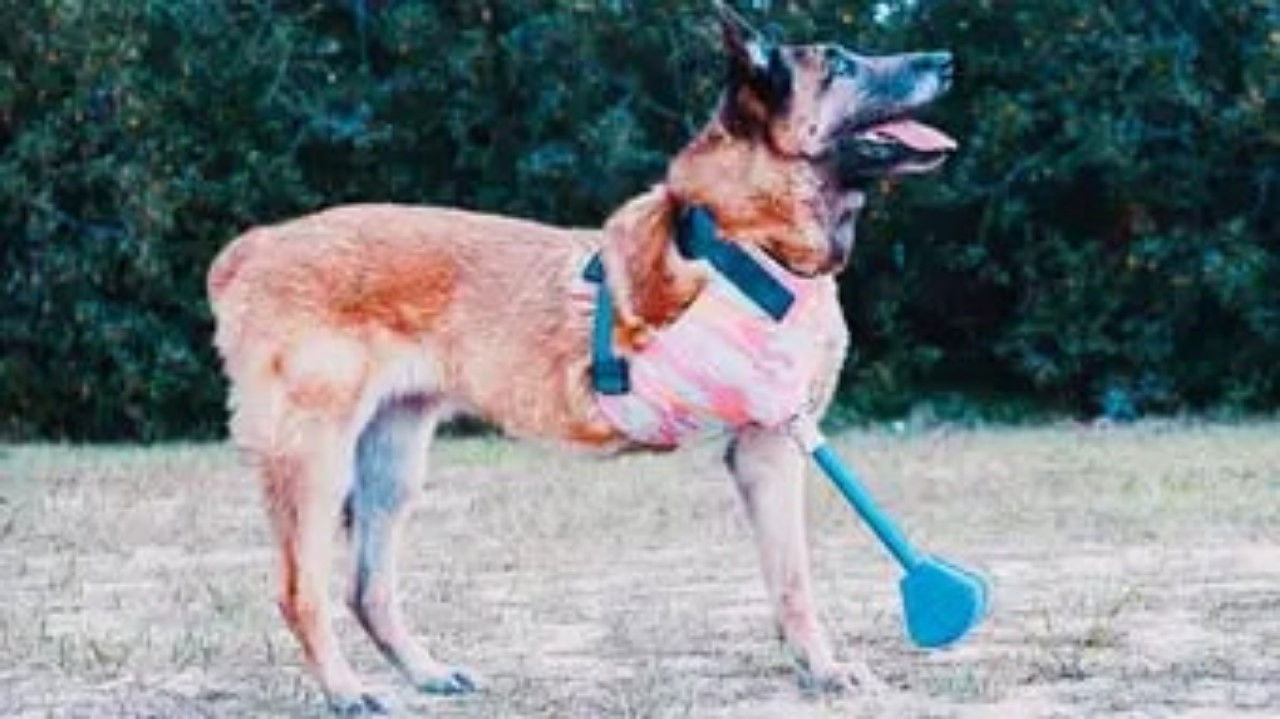 The Wizard of Paws - Season 6 Episode 5 : Layla, An American Hero