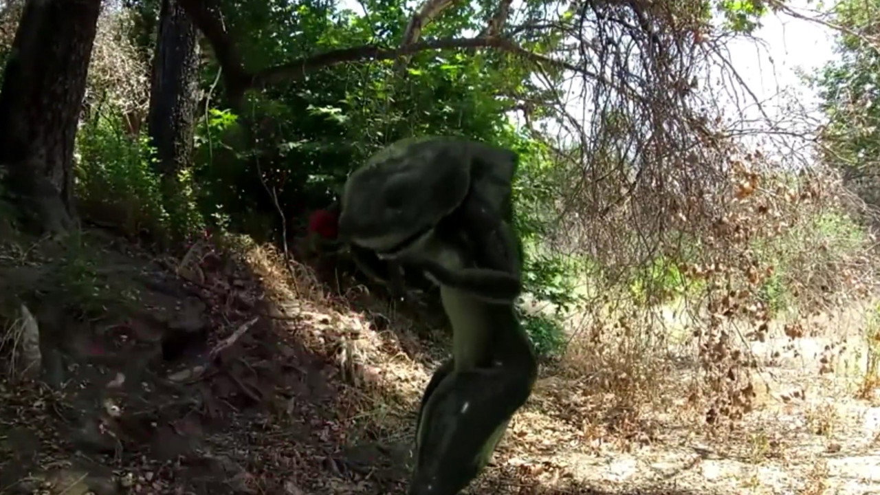 Space Sharks backdrop