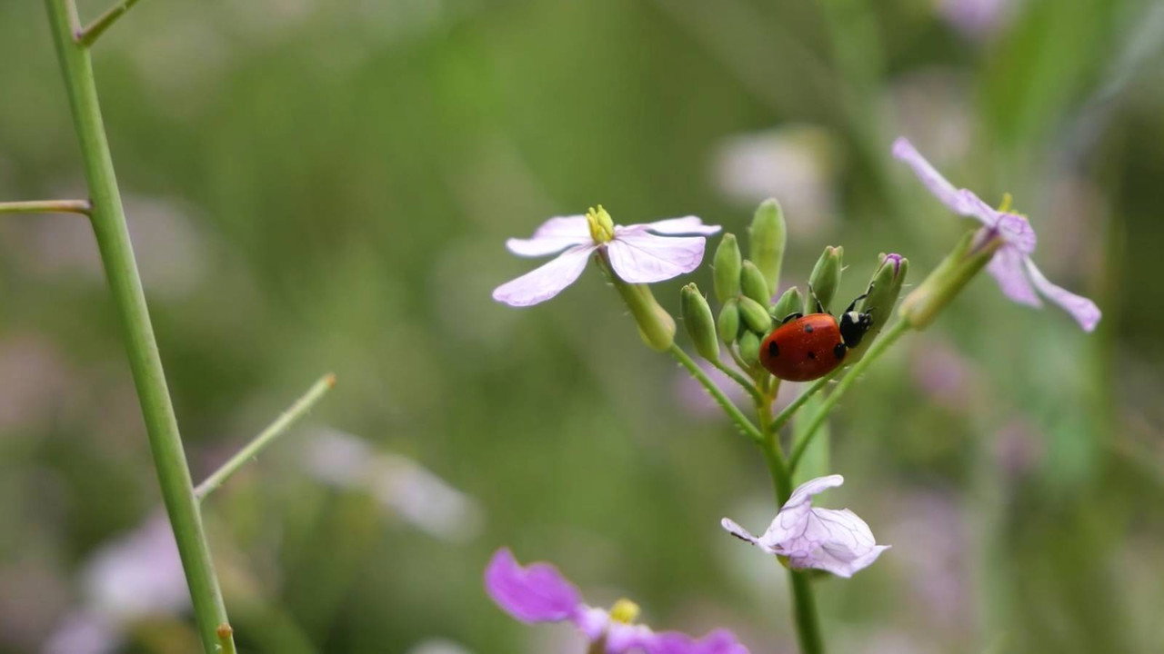 Immagine di copertina del trailer di Maggots