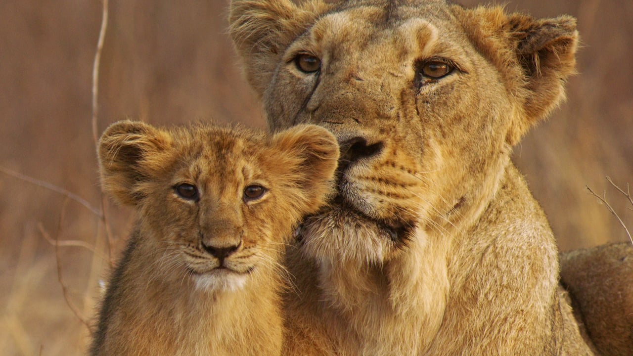 Nature - Season 34 Episode 14 : India's Wandering Lions