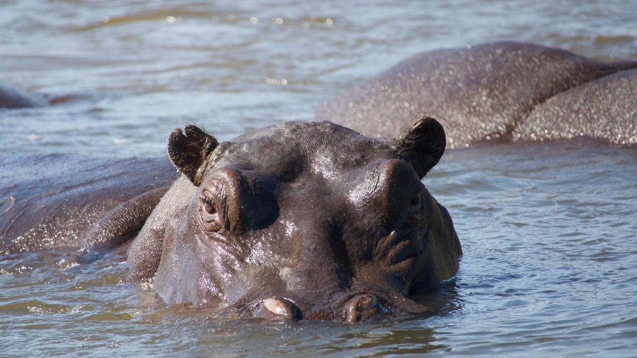Nature - Season 38 Episode 10 : Hippos: Africa's River Giants