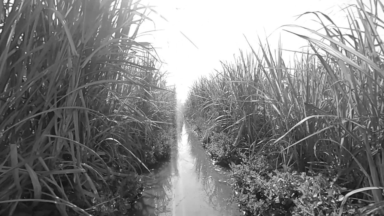 Sugar Map Criticless sugar-map-criticless