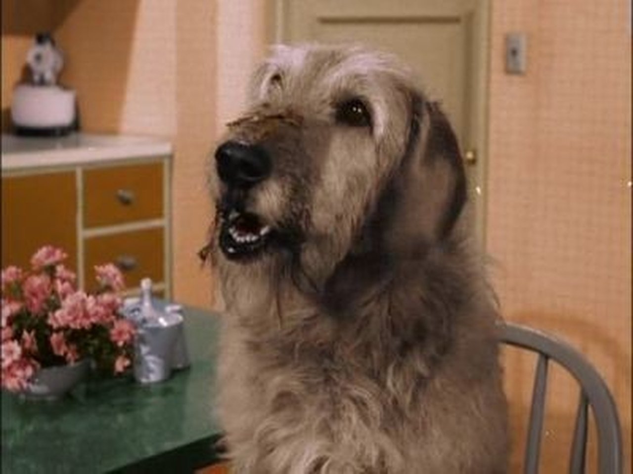 Bewitched - Season 2 Episode 34 : Man's Best Friend