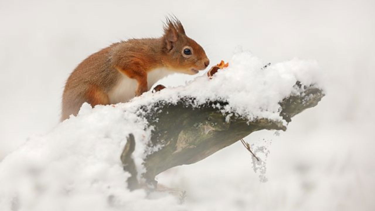 Winterwatch — Épisode 3