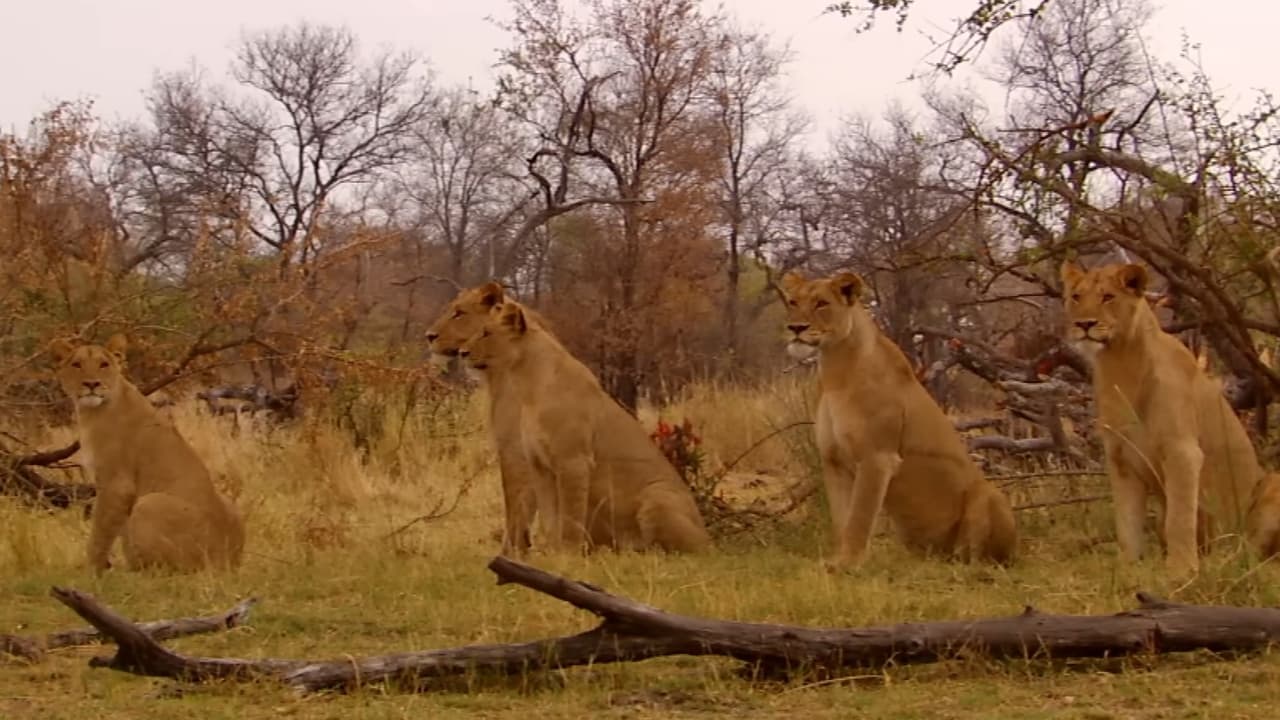 Lioness in Exile