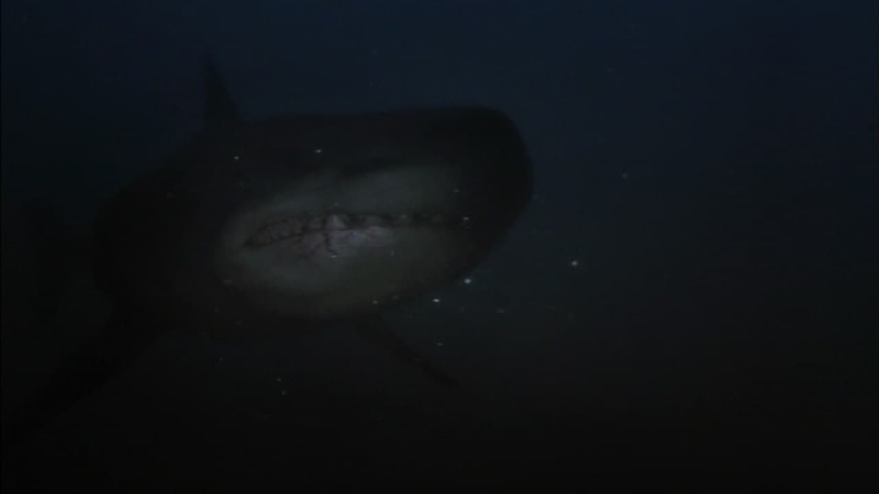 Scen från Shark Hunter