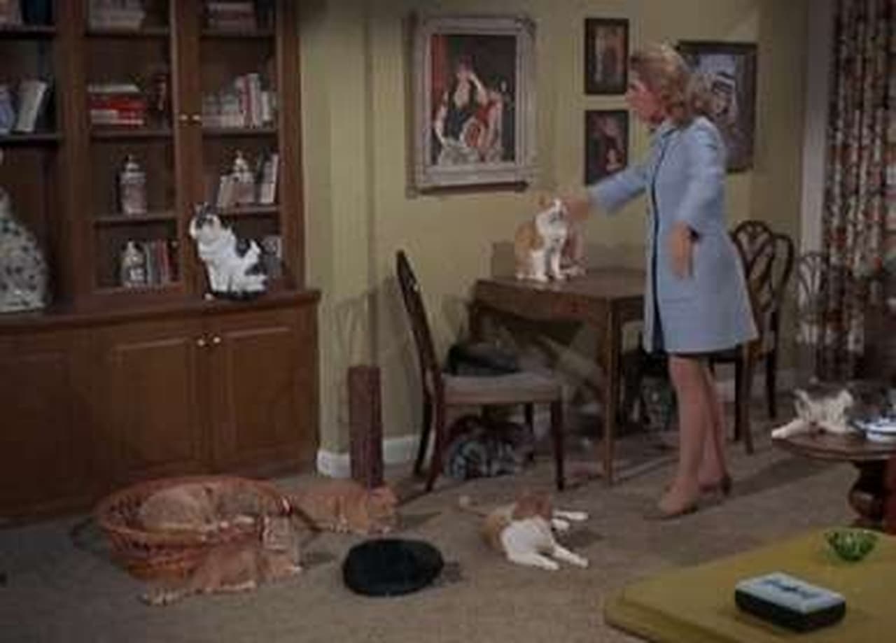 Bewitched - Season 5 Episode 20 : Mrs. Stephens, Where are You?