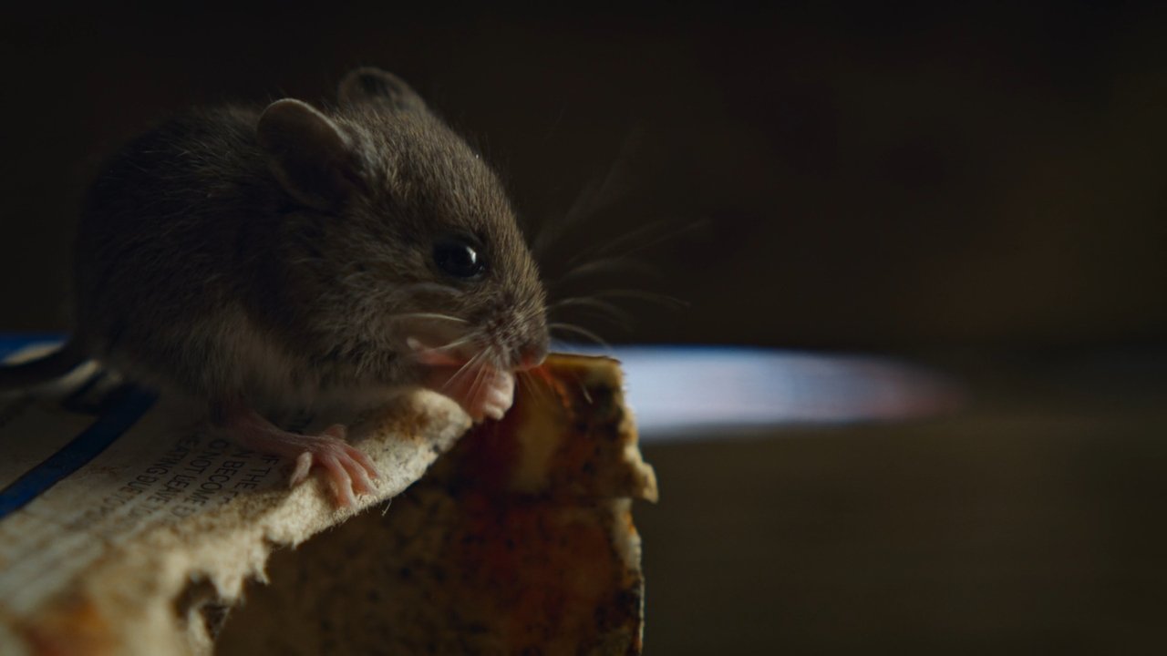 Image Naturaleza de pesadilla (2025) Temporada 1 HD 1080p Latino Castellano