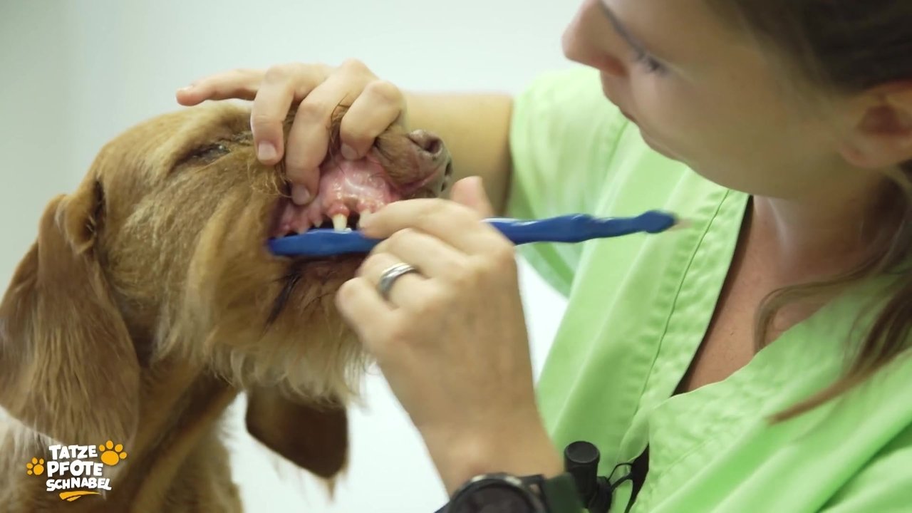 Tatze, Pfote, Schnabel - Season 1 Episode 19 : Episode 19