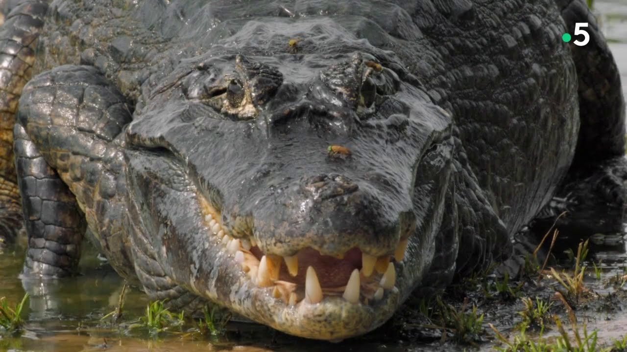 The Pantanal's Rebel Lake