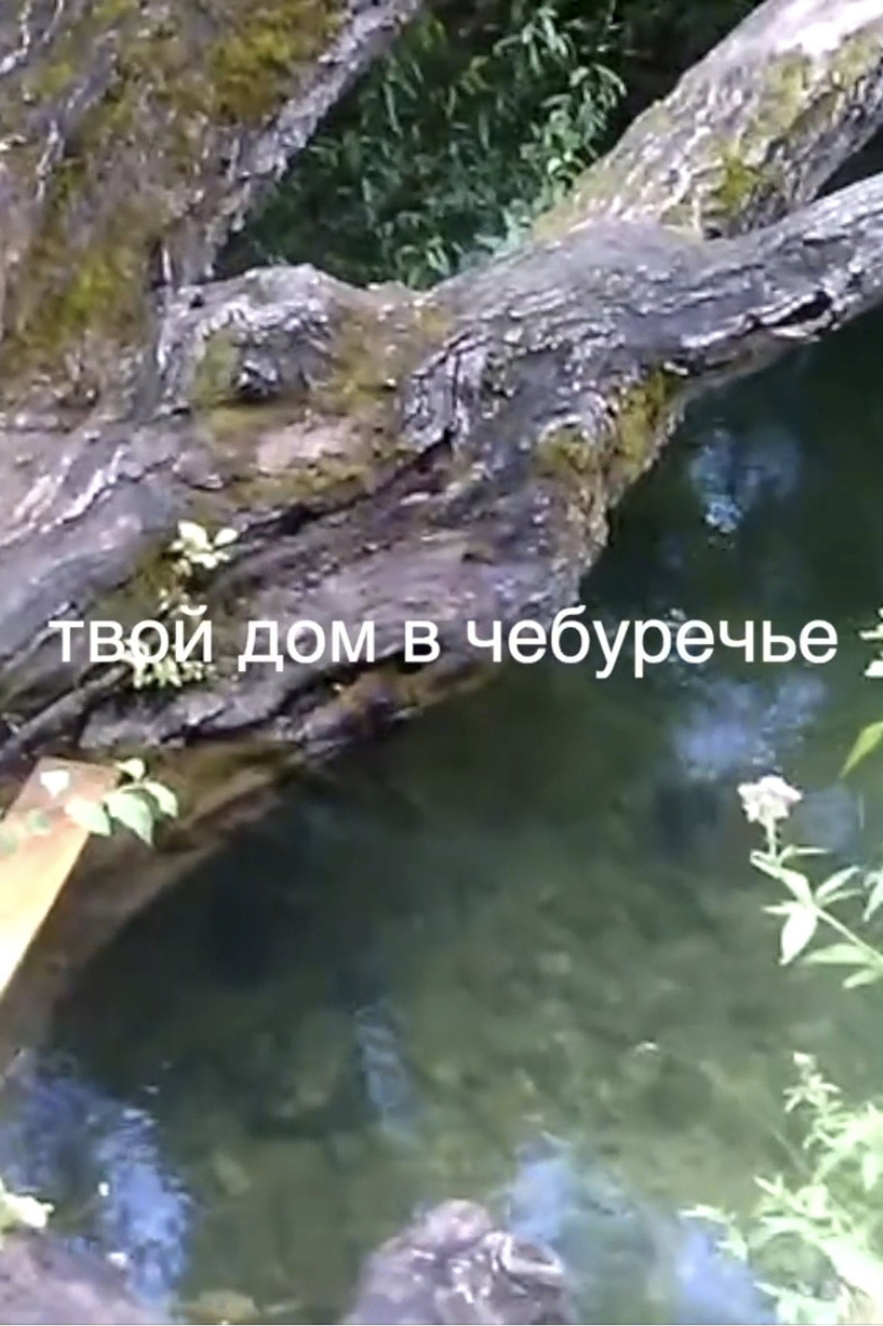 твой дом в Чебуречье filmaffisch