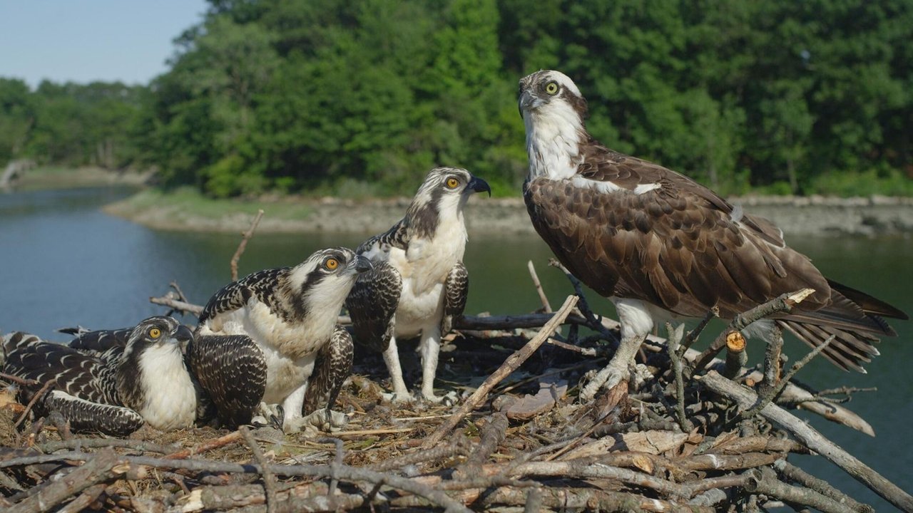 Nature - Season 40 Episode 2 : Season of the Osprey