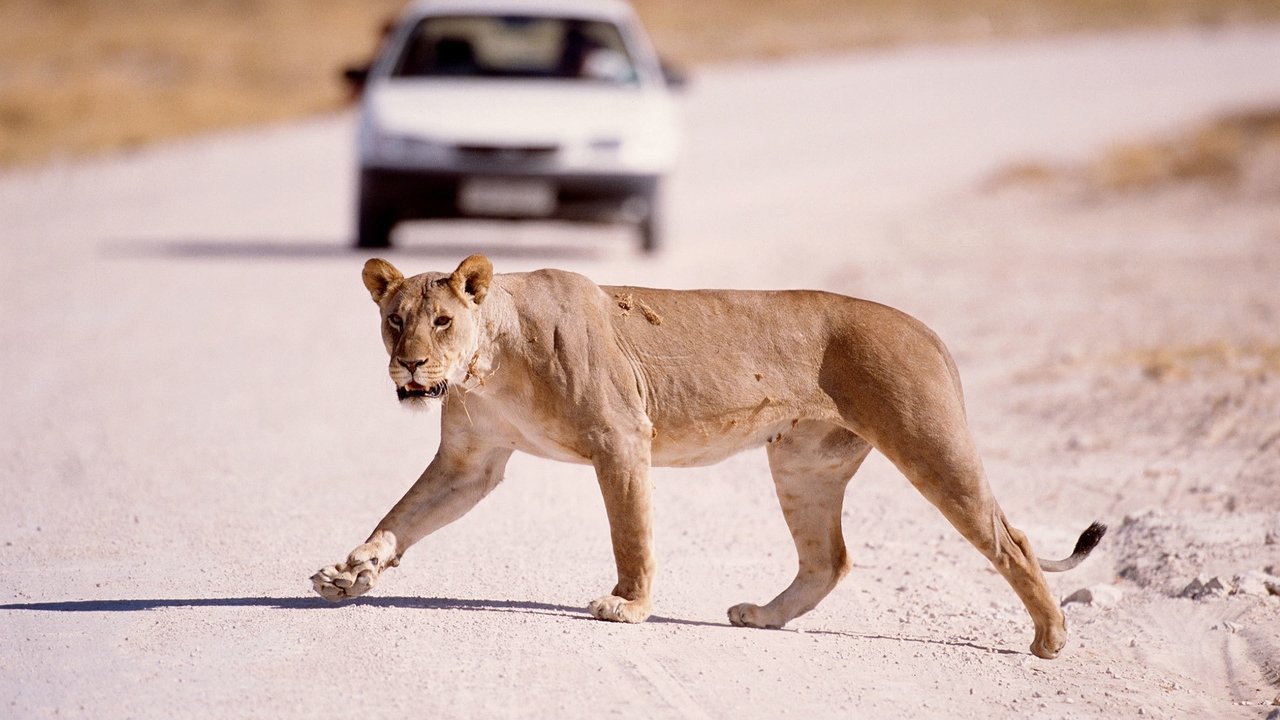 Nature - Season 24 Episode 12 : The Vanishing Lions