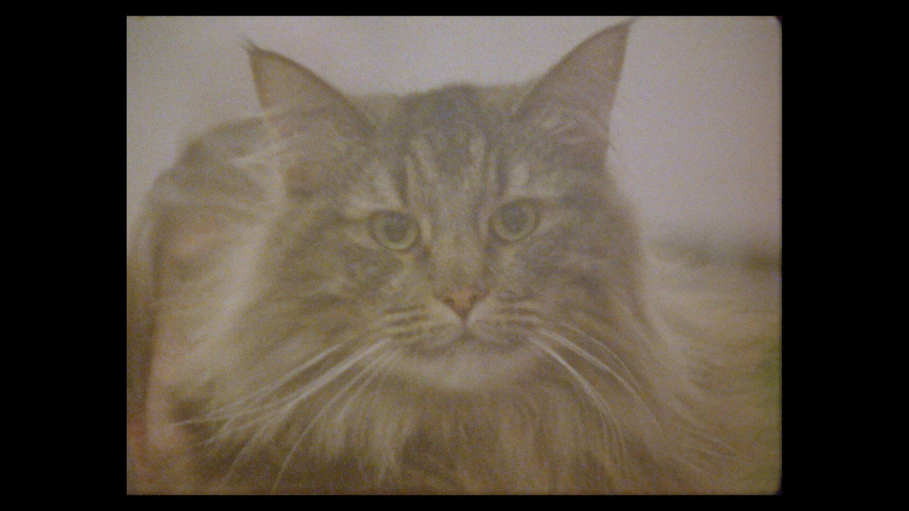 Considering Cats still 6