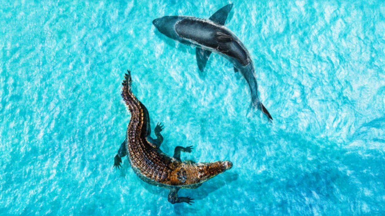 Jaws vs Mega Croc backdrop