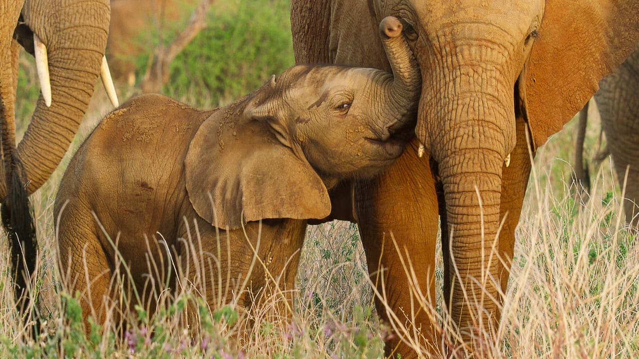 Wild Babies : Petits et Sauvages background