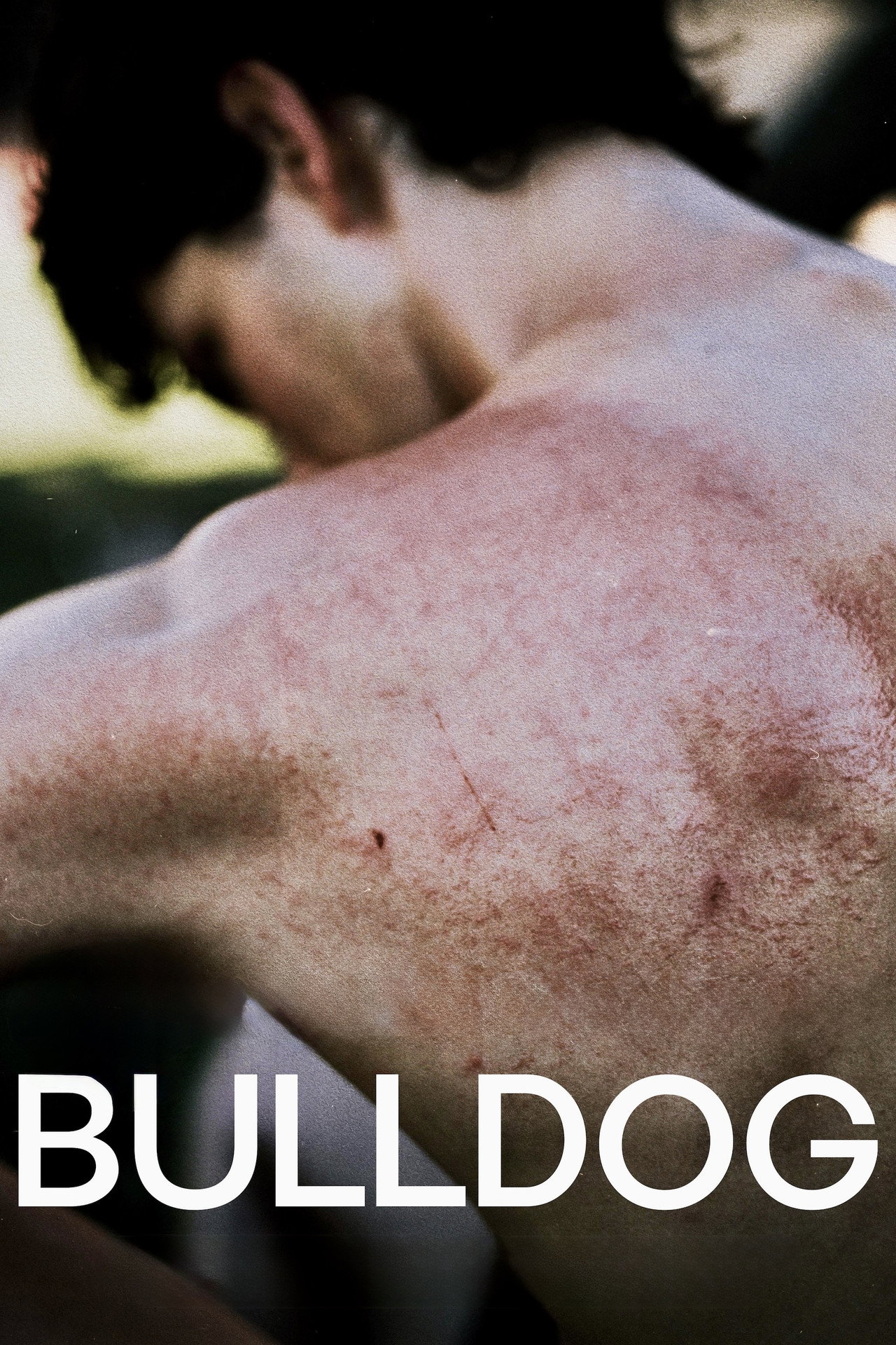 Bulldog