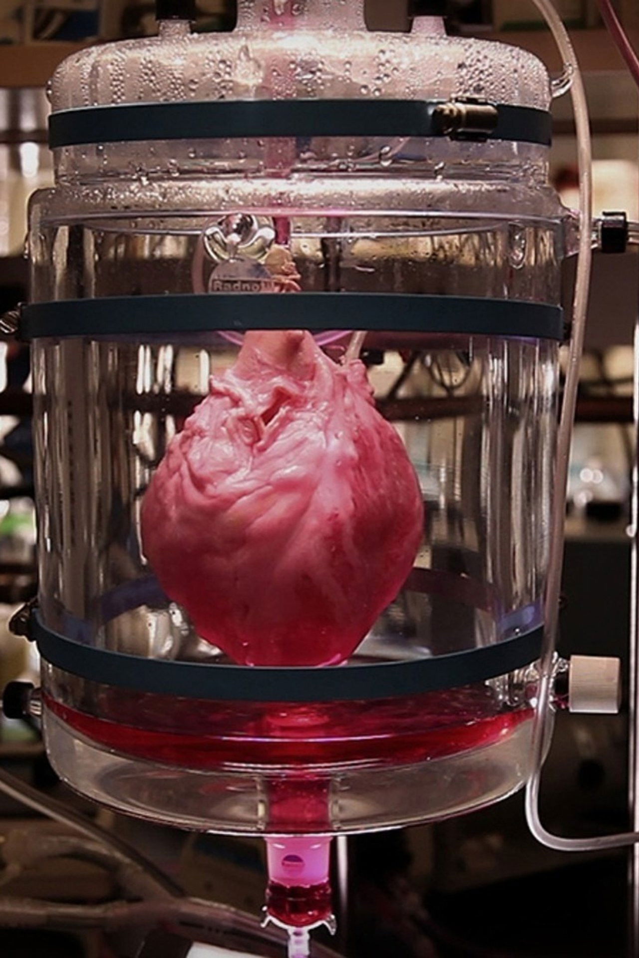 How to Build a Beating Heart Backdrop