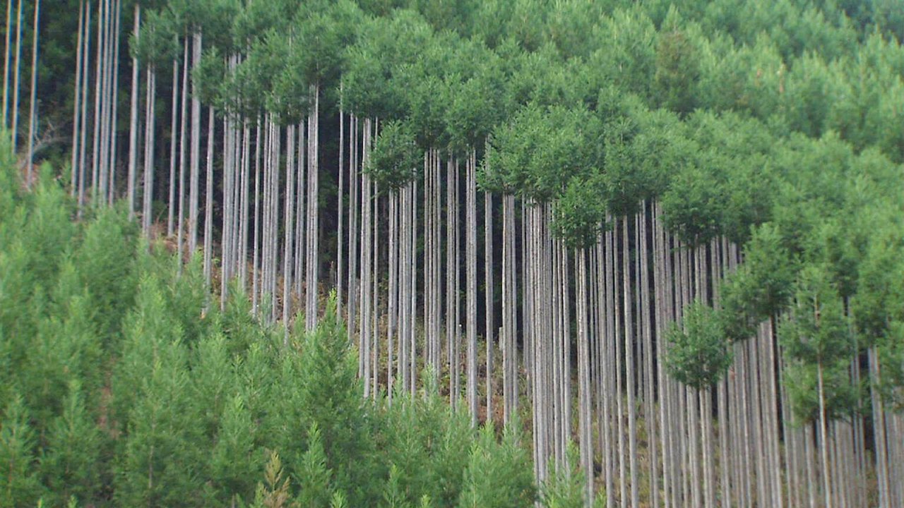 Kitayama Cedar: Lending a Quality of Polished Dignity and Beauty